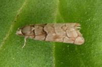 Pseudococcyx tessulatana