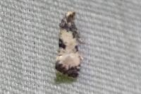 Neocochylis dubitana