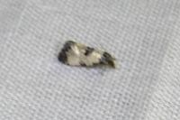 Neocochylis dubitana
