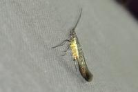 Coleophora