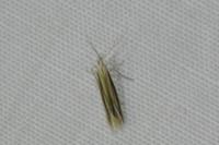 Coleophora