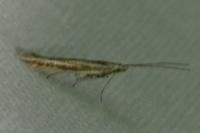 Coleophora