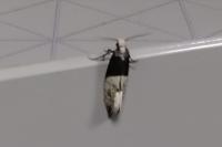 Trichophaga tapetzella