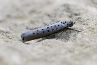 Yponomeuta sedella