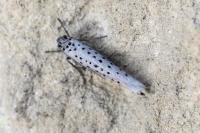 Yponomeuta sedella