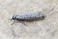 Yponomeuta sedella