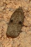 Agonopterix propinquella