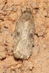 Agonopterix propinquella