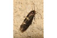 Incurvaria pectinea