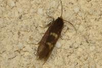 Incurvaria pectinea