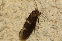 Incurvaria pectinea
