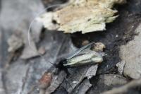 Adela reaumurella