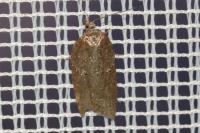 Acleris