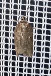 Acleris