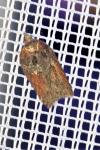 Acleris hastiana