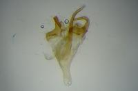 Digitivalva pulicariae