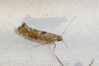 Digitivalva pulicariae