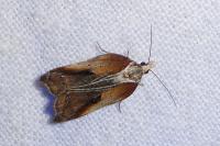 Acleris cristana