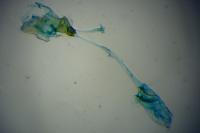Caloptilia fribergensis