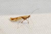 Caloptilia fribergensis