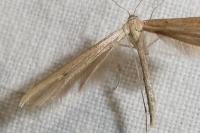 Emmelina monodactyla