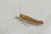 Phyllonorycter messaniella