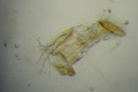 Phyllonorycter messaniella