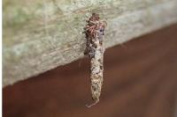 Taleporia tubulosa