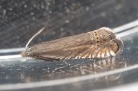Grapholita gemmiferana