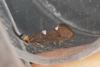 Incurvaria masculella