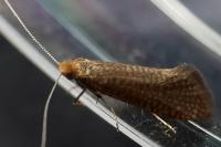 Nematopogon adansoniella