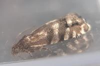 Pammene splendidulana