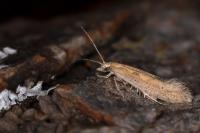 Plutella xylostella