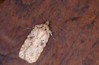 Agonopterix arenella