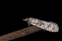 Diurnea fagella