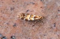 Phyllonorycter emberizaepenella