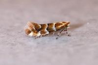 Phyllonorycter emberizaepenella