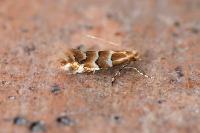 Phyllonorycter emberizaepenella