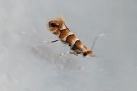 Phyllonorycter nicellii