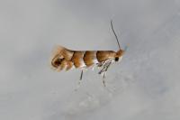 Phyllonorycter nicellii