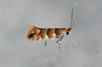 Phyllonorycter nicellii