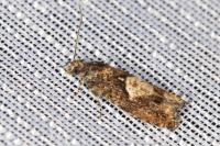 Epinotia immundana