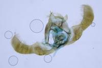 Epinotia immundana