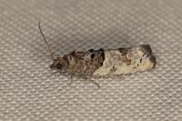 Phaneta pauperana