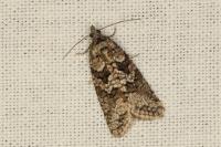 Cnephasia