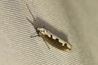 Ethmia bipunctella