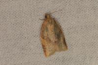 Clepsis consimilana