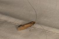 Nematopogon adansoniella