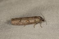 Tortricodes alternella