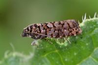 Barbara herrichiana